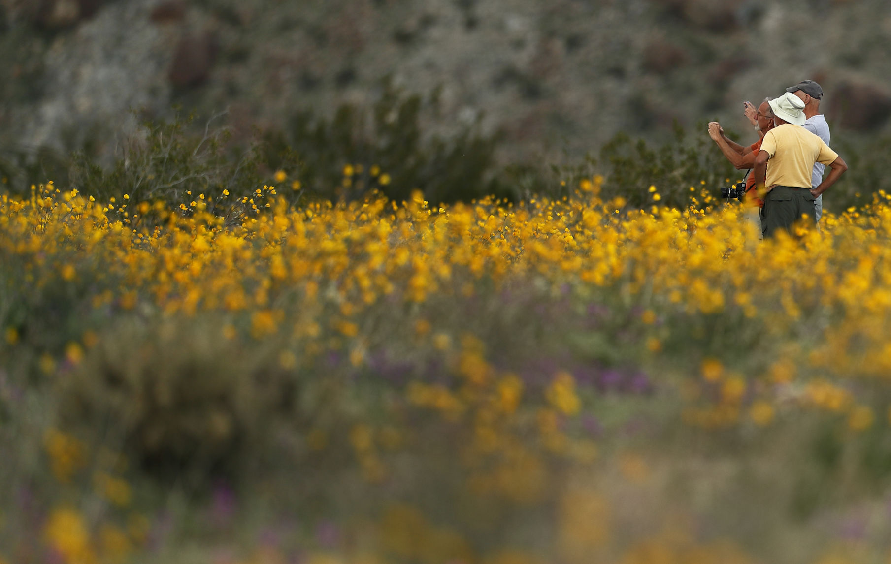 Desert Super Bloom